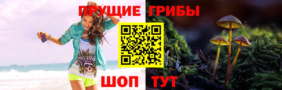 Егорьевск  Псилоцибиновые грибы Psilocybine cubensis  Вход с VPN 